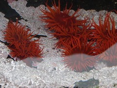 Anemonia alicemartinae
