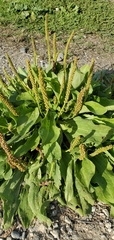 Plantago