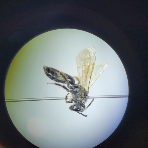 Azalea Mining Bee photo 2
