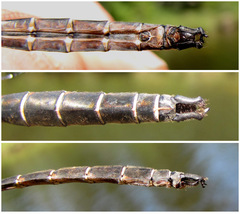 Somatochlora cingulata