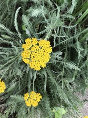 Achillea filipendulina