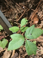Toxicodendron radicans image