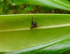 Anomoia purmunda