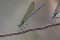 Calopteryx exul