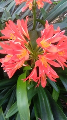 Clivia