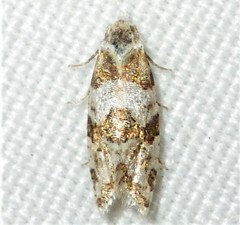 Aethes argentilimitana