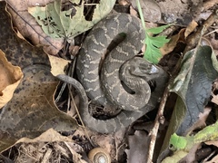 Nerodia sipedon insularum