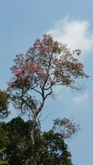 Dichaetanthera cordifolia
