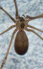Pholcidae