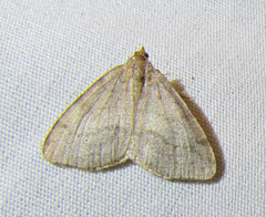 Macaria occiduaria