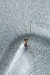 Pholcidae