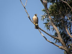 Falco peregrinus macropus