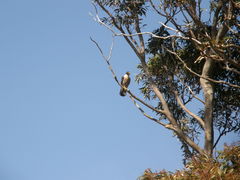 Falco peregrinus macropus