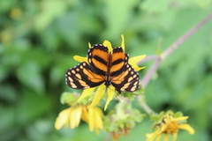 Eresia phillyra phillyra