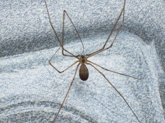 Pholcidae