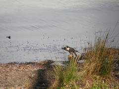 Falco peregrinus macropus
