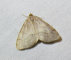 Macaria occiduaria