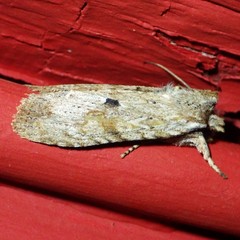 Lithophane patefacta