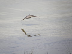 Falco peregrinus macropus