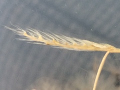 Eriochloa sericea