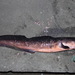 Red Cusk-Eel - Photo (c) jorgelaras, some rights reserved (CC BY-NC)