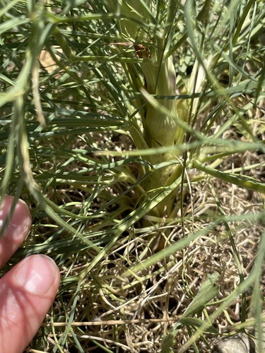 Seseli rigidum, photograph 3