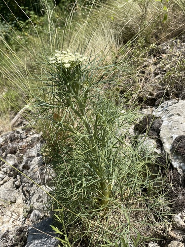 Seseli rigidum, photograph 1