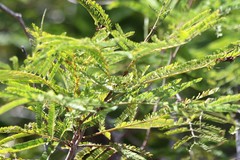 Senegalia berlandieri