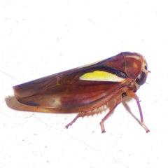 Balcanocerus provancheri