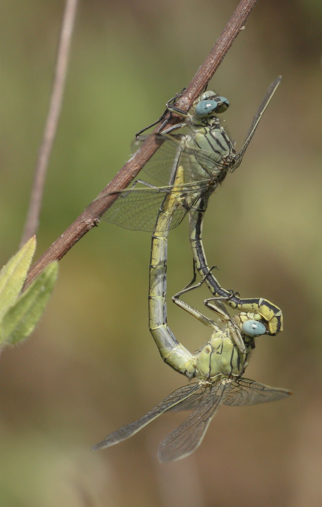 Algerian Clubtail