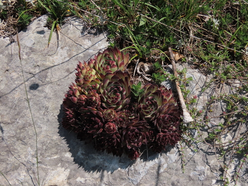 Sempervivum tectorum