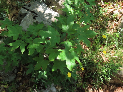 Lobel's Maple (Acer lobelii)