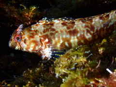 Portuguese Blenny photo 2