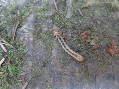Dendroides ephemeroides