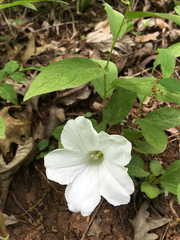 Calystegia spithamaea