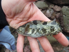 Auchenionchus variolosus