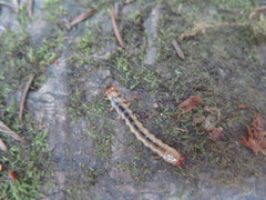 Dendroides ephemeroides