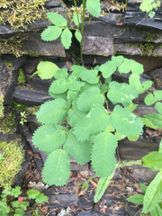 Sanguisorba stipulata