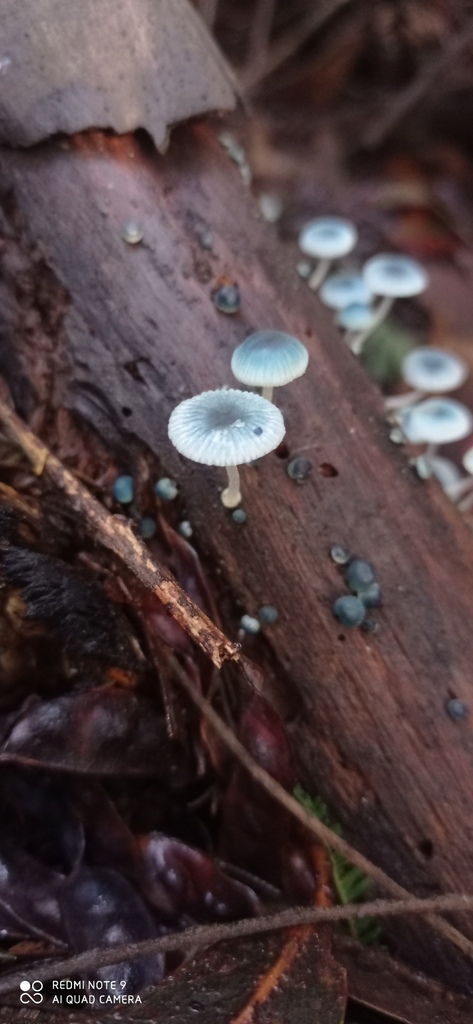 Mycena cyanocephala · June 2025 · photo: © david_gutierrez_lagos (iNaturalist, cc-by-nc)