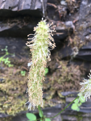 Sanguisorba stipulata