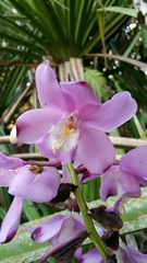 Eulophia roempleriana