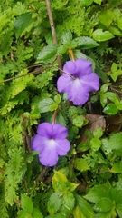 Achimenes longiflora