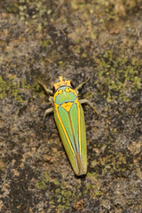Graphocephala aurolineata