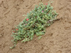 Malephora crocea
