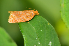 Clepsis metalleta