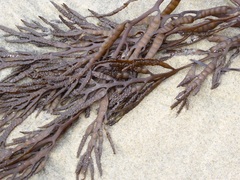 Stephanocystis