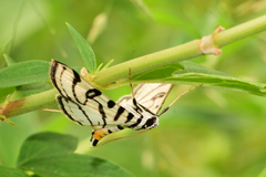 Conchylodes