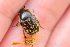 Euphoria subtomentosa