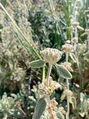 (c) Gijs Romijn, some rights reserved (CC BY) Phlomis italica, photograph (c) Gijs Romijn, some rights reserved (CC BY)