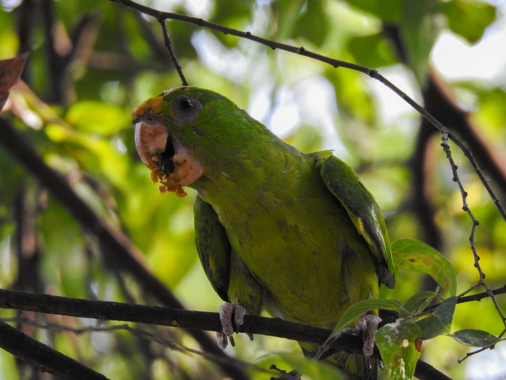 Green Parakeet